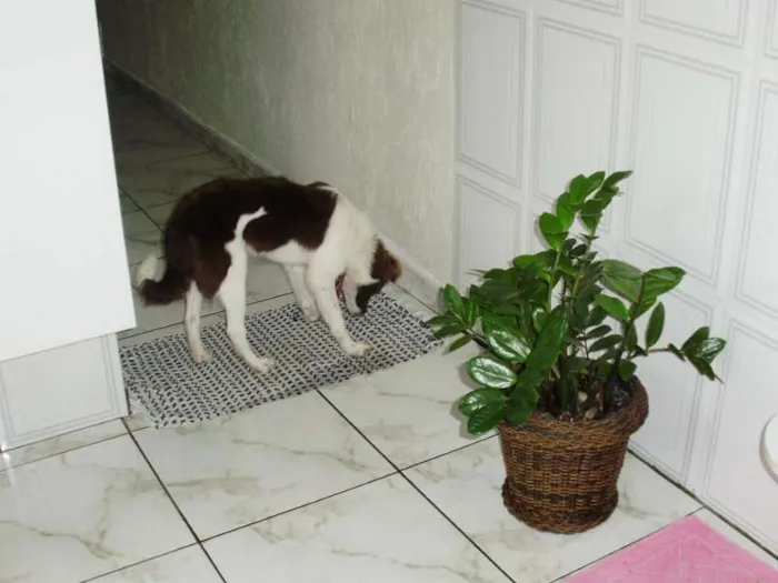 Cachorro ra a border collie idade 7 a 11 meses nome Paçoca