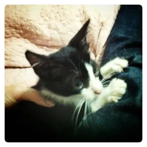 Gato raça Srd idade 2 a 6 meses nome Erik