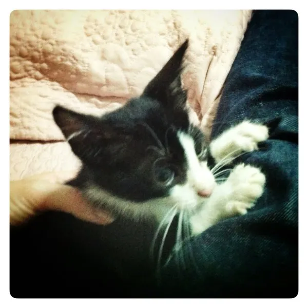 Gato raça Srd idade 2 a 6 meses nome Erik