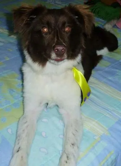 Cachorro ra a border collie idade 7 a 11 meses nome Paçoca