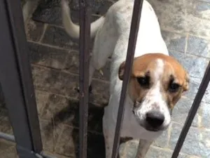 Cachorro raça  idade 2 anos nome sem nome
