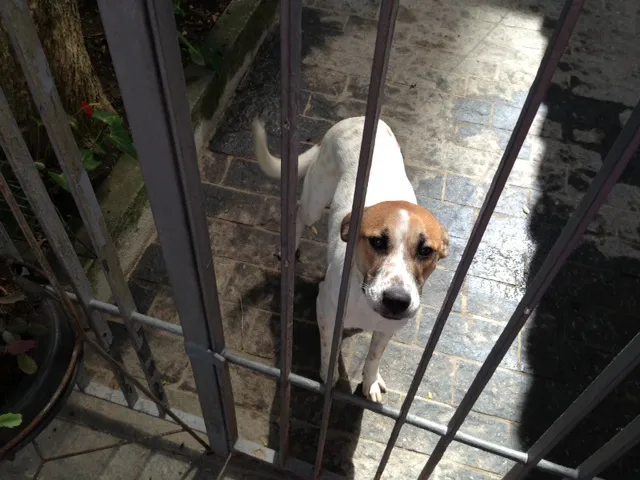 Cachorro ra a  idade 2 anos nome sem nome