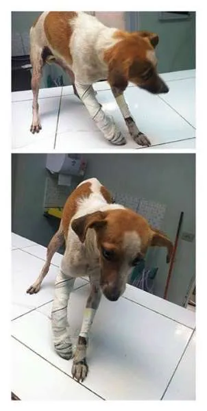 Cachorro ra a SRD idade  nome Vitória