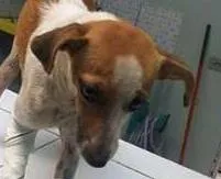 Cachorro ra a SRD idade  nome Vitória