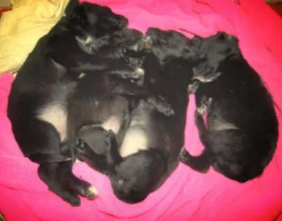 Cachorro ra a SRD idade Abaixo de 2 meses nome Vários