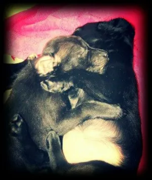 Cachorro raça SRD idade Abaixo de 2 meses nome Vários