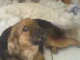 José