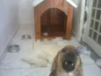 José