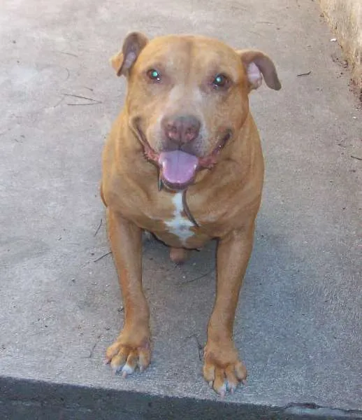 Cachorro ra a Pit-Bull idade 6 ou mais anos nome BUBERTH