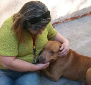 Cachorro raça Pit-Bull idade 6 ou mais anos nome BUBERTH