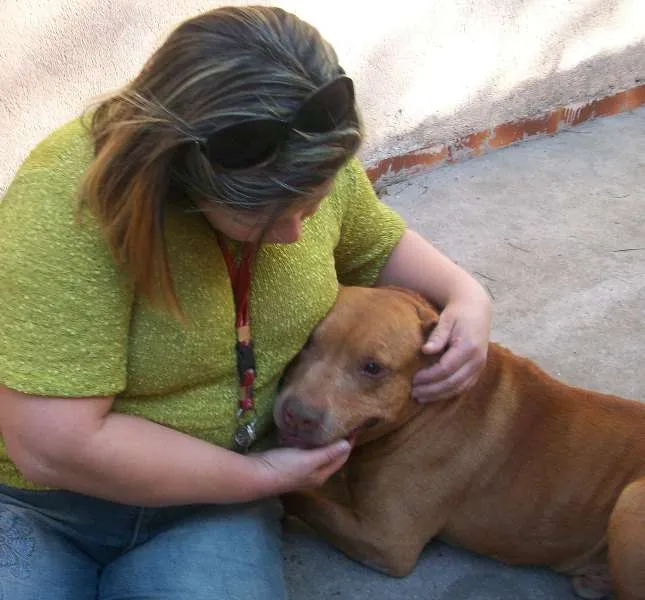 Cachorro ra a Pit-Bull idade 6 ou mais anos nome BUBERTH