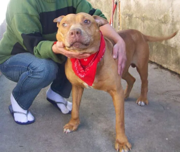Cachorro ra a Pit-Bull idade 6 ou mais anos nome BUBERTH