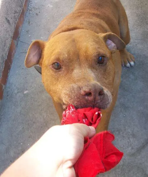 Cachorro ra a Pit-Bull idade 6 ou mais anos nome BUBERTH