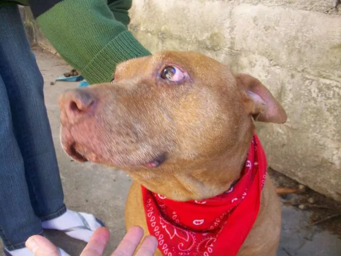 Cachorro ra a Pit-Bull idade 6 ou mais anos nome BUBERTH