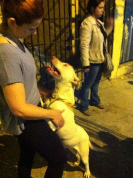 Cachorro ra a Pit-Bull idade 1 ano nome PITT BRANCA