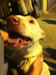 PITT BRANCA