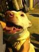 Cachorro raça Pit-Bull idade 1 ano nome PITT BRANCA