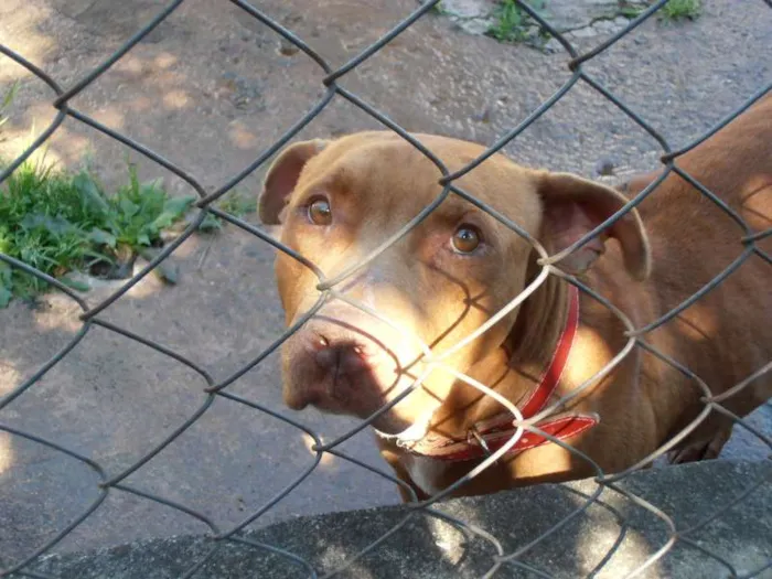 Cachorro ra a Pit-Bull idade 1 ano nome Brad Pitt