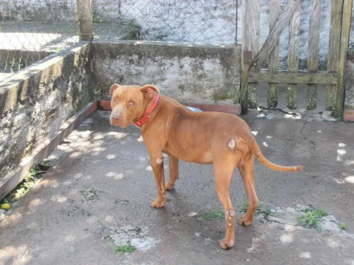 Cachorro ra a Pit-Bull idade 1 ano nome Brad Pitt
