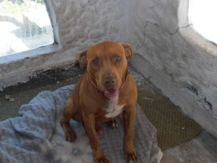 Cachorro ra a Pit-Bull idade 1 ano nome Brad Pitt