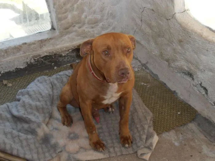 Cachorro ra a Pit-Bull idade 1 ano nome Brad Pitt