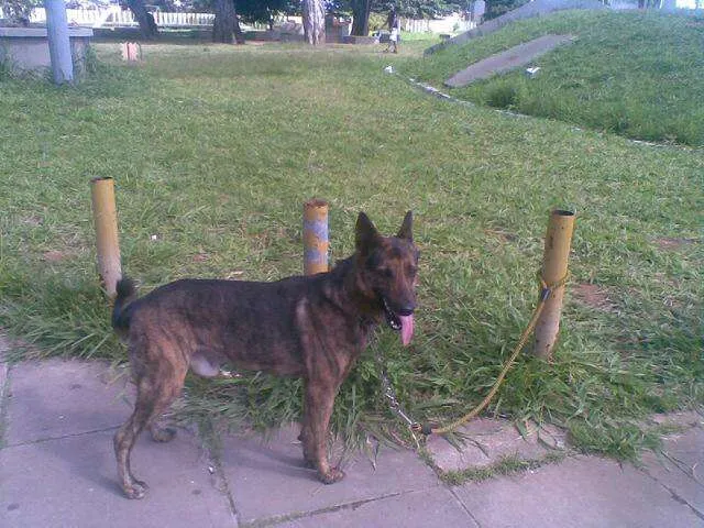 Cachorro raça Pastor Alemao Raciado idade 4 anos nome Apolo