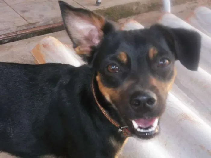 Cachorro ra a vira lata idade 2 anos nome Pitucha