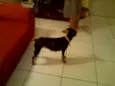 Pitucha