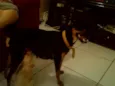 Pitucha