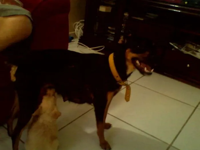 Cachorro ra a vira lata idade 2 anos nome Pitucha
