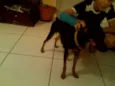 Pitucha