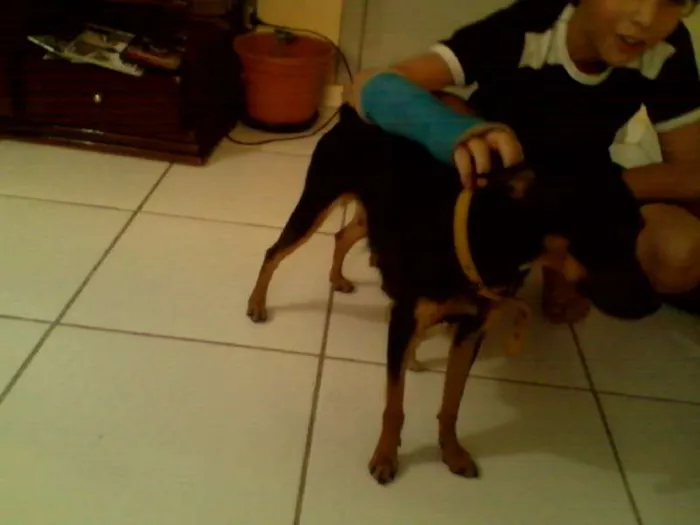 Cachorro ra a vira lata idade 2 anos nome Pitucha