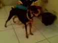 Pitucha