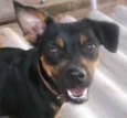 Pitucha