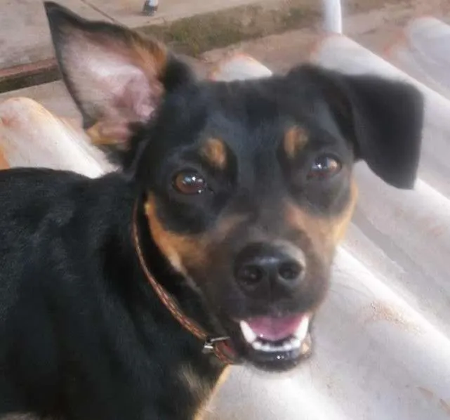 Cachorro ra a vira lata idade 2 anos nome Pitucha