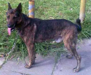 Cachorro raça Pastor Alemao Raciado idade 4 anos nome Apolo