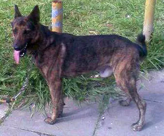 Cachorro raça Pastor Alemao Raciado idade 4 anos nome Apolo