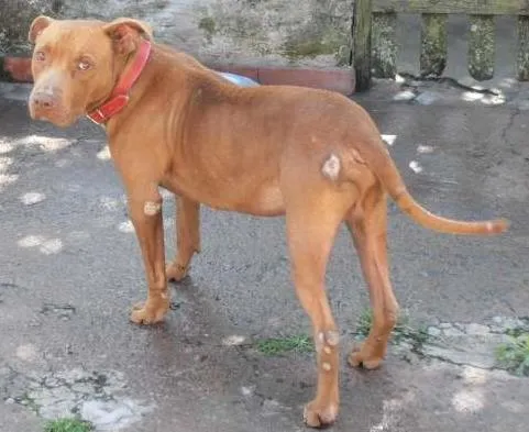 Cachorro ra a Pit-Bull idade 1 ano nome Brad Pitt