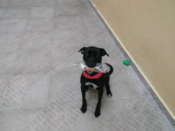 Cachorro ra a não definida  idade 1 ano nome Pandora
