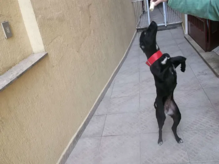 Cachorro ra a não definida  idade 1 ano nome Pandora