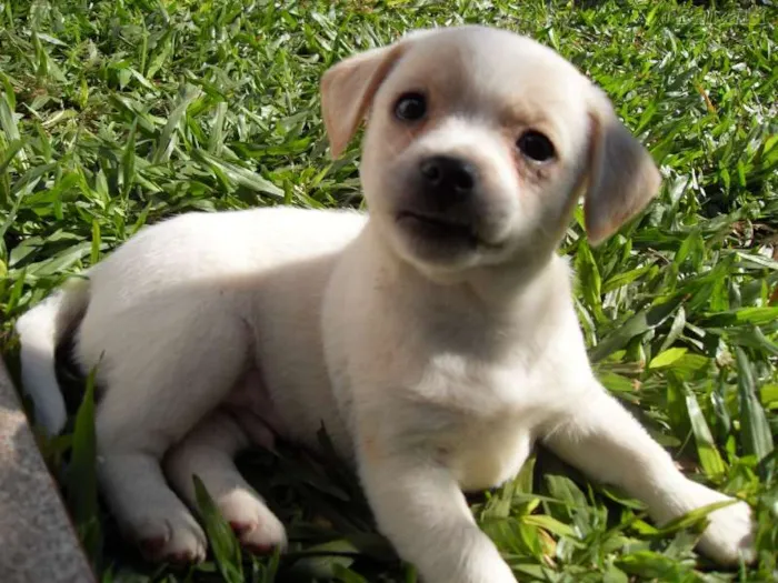 Cachorro ra a  idade 2 a 6 meses nome não tem nome.