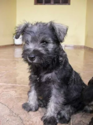Cachorro raça  idade 2 a 6 meses nome não tem nome.