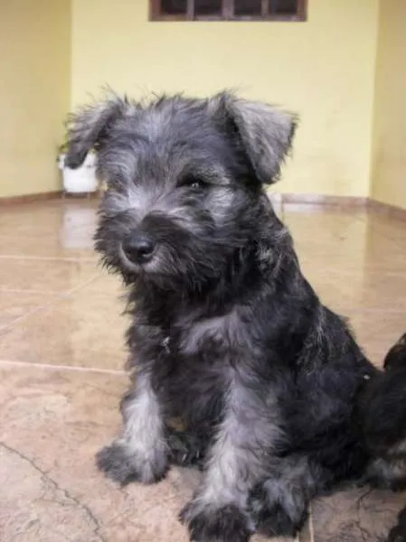 Cachorro ra a  idade 2 a 6 meses nome não tem nome.