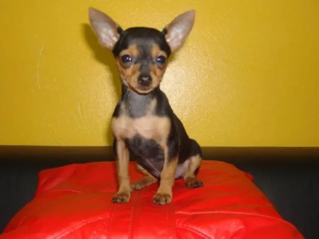 Cachorro ra a  idade 2 a 6 meses nome não tem nome.