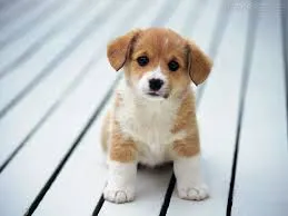 Cachorro ra a  idade 2 a 6 meses nome não tem nome.