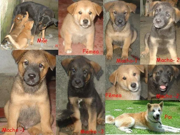 Cachorro ra a  idade 2 a 6 meses nome não tem nome.
