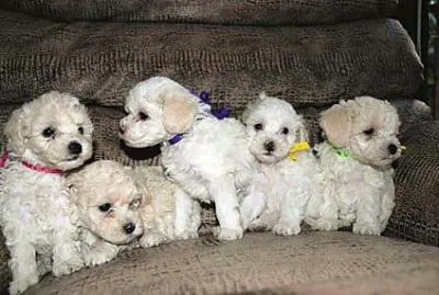 Cachorro ra a  idade 2 a 6 meses nome não tem nome.