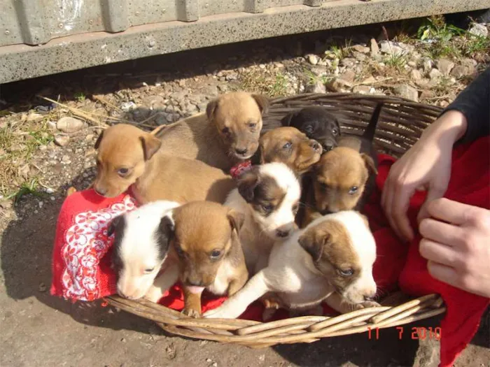 Cachorro ra a  idade 2 a 6 meses nome não tem nome.