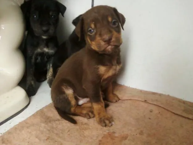 Cachorro ra a  idade 2 a 6 meses nome não tem nome.
