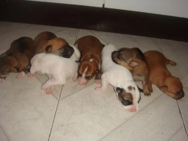 Cachorro ra a  idade 2 a 6 meses nome não tem nome.